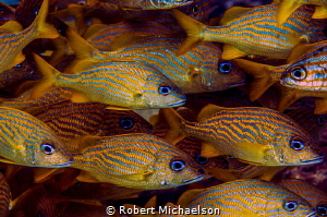 There always seems to be one who didn't get the memo abou... by Robert Michaelson 